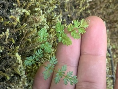 Lomatium hallii