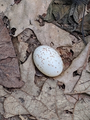 Antrostomus vociferus