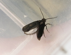 Tegeticula maculata