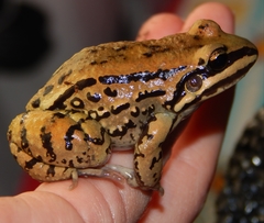 Leptodactylus mystacinus