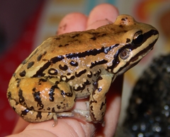 Leptodactylus mystacinus