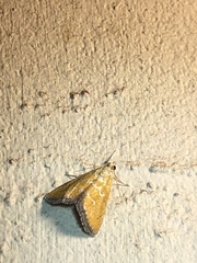 Xanthophysa psychicalis