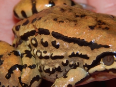 Leptodactylus mystacinus
