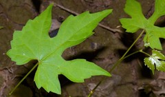 Vitis palmata