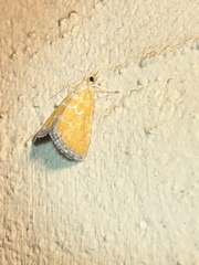 Xanthophysa psychicalis