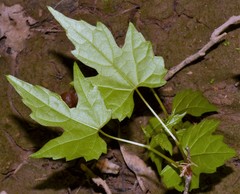 Vitis palmata