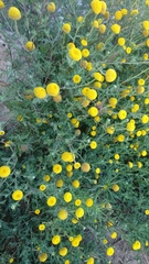 Anacyclus valentinus