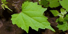 Vitis palmata