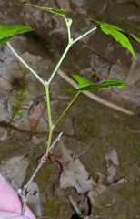 Vitis palmata