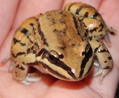 Leptodactylus mystacinus