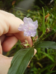 Strobilanthes anisophyllus