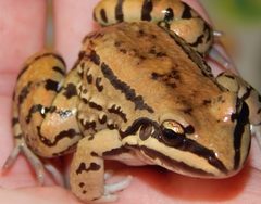 Leptodactylus mystacinus