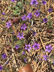 Gilia ochroleuca