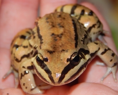 Leptodactylus mystacinus