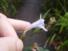 Strobilanthes anisophyllus