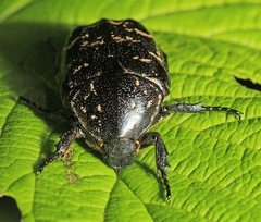 Protaetia brevitarsis