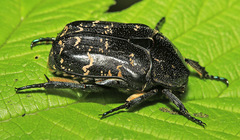 Protaetia brevitarsis
