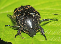 Protaetia brevitarsis