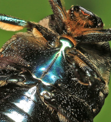 Protaetia brevitarsis