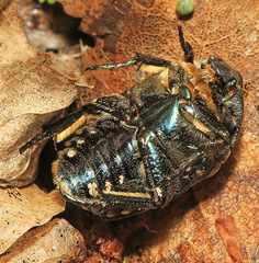 Protaetia brevitarsis