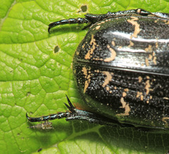 Protaetia brevitarsis