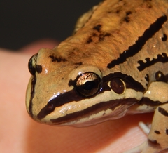 Leptodactylus mystacinus