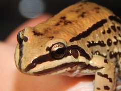 Leptodactylus mystacinus