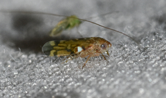 Xestocephalus provancheri