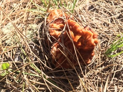 Gyromitra korfii