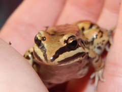 Leptodactylus mystacinus