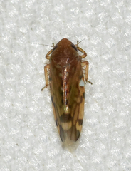 Xestocephalus provancheri