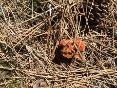 Gyromitra korfii