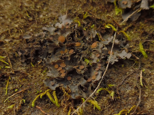 Leptogium dactylinum
