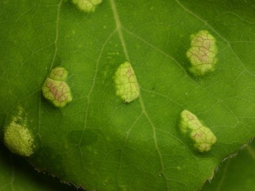 Phyllocoptes didelphis