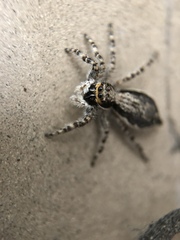 Menemerus bivittatus