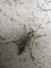 Chironomus