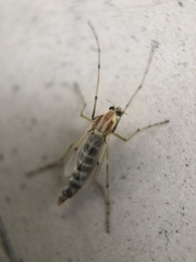 Chironomus