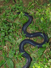 Caecilia tentaculata