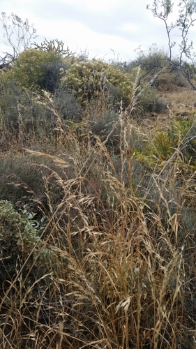 Bromus arizonicus, 2017-05-07