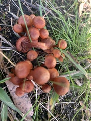 Laccaria canaliculata