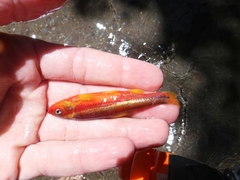 Notropis rubricroceus