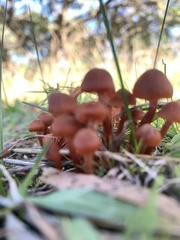 Laccaria canaliculata