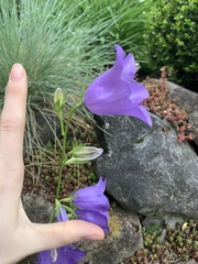 Campanula persicifolia