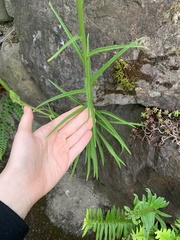 Campanula persicifolia
