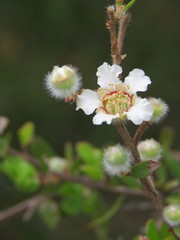 Leptospermum myrtifolium