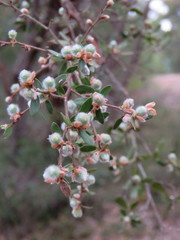 Leptospermum myrtifolium