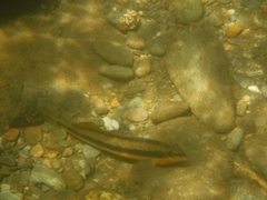 Percina aurantiaca