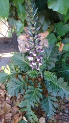 Acanthus mollis