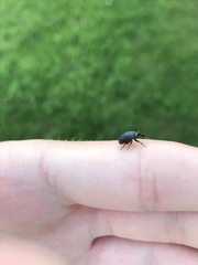 Rhyssomatus lineaticollis