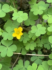 Oxalis suksdorfii